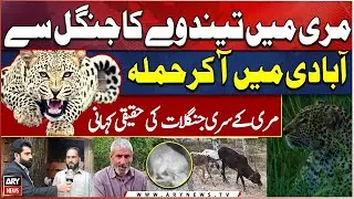Leopard enters into populated areas of Murree, kills many animals