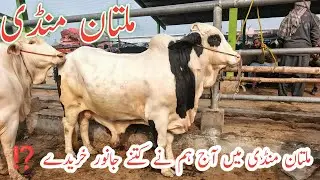 Multan Maweshi Mandi Saturday|| Dekhy Humri Kharedari 🥰||@MultanAnimalLovers 