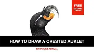 HOW TO DRAW A CRESTED AUKLET + Free Coloring Template | Step-by-Step with Mozart