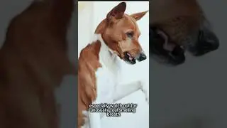 Signs Your Dog Needs a Vet Visit