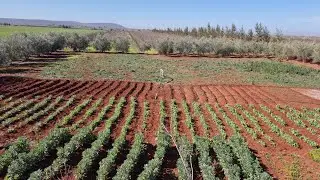ضيعة فلاحية طريق ايموزار سيدي خيار 2 هكتارات و نصف FERME À VENDRE RT IMMOUZERE FES