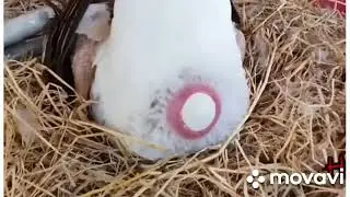 egg laying, how duck lay eggs?