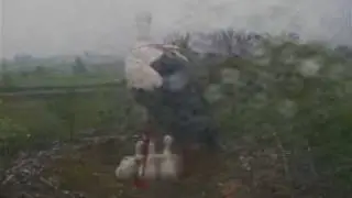 Storchennest Dettenheim F&uuml;ttern im Regen