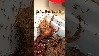 This Scorpio had a bad day.. #insects #animals #ants #ants #poland