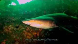 Requin taureau - Carcharias Taurus - Sand tiger shark