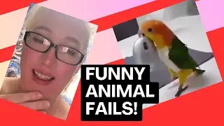 Funny Animal Fails Reaction