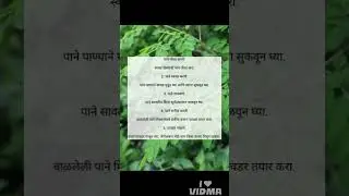 शेवगा #farmerstruggle #farmersmovement #farmerlove #creativecontentcreator #farmersprotest