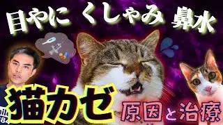 【猫の目やに、くしゃみ、鼻水、結膜炎繰り返していませんか？】ストレスがかかると発症する猫カゼ、ヘルペスウイルス感染の正しい検査・治療・予防【獣医師・愛玩動物看護師・動物病院、ペット・ストレス】