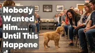 When Dogs Choose Their Humans &mdash; Adoption Stories