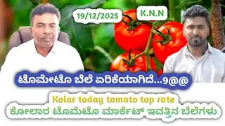 ||#Kolar #today #tomato rate  19/12/2025 || #ಕೋಲಾರ ಟಮೋಟ ಮಾರ್ಕೆಟ್ ಇವತ್ತಿನ ರೇಟ್ ಎಷ್ಟುಗೊತ್ತಾ.? 💛❤️