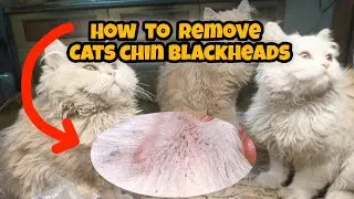 Cats Chin Blackheads 🤔 How to remove dirt from Cats Chin area