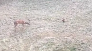 Ohio deer stares curiously at teddy bear