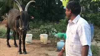 20 years old hallikar Jallikatu bull, No teeth at all never seen before
