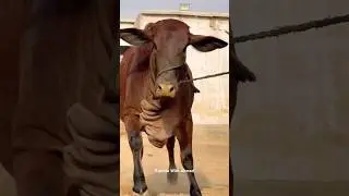 Karachi Cow Mandi😍Malir Cow Mandi | Jameel Memon Mandi |Multan Mandi #shorts #cow #cowvideos #bull