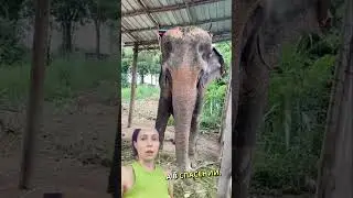 Olesya Joins Kham Phaeng's Rescue Mission - Help Us Spread The Word About The Elephants In Thailand