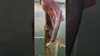 Mit Hardbaits auf Hecht