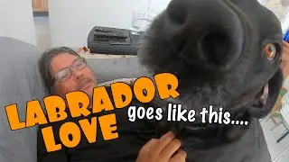 Labrador Love. How to tell your dog loves you