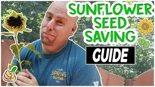 Harvesting Sunflower Seeds - Saving Sunflower Seeds (Easy Way)