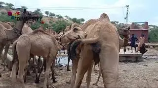 Camel itching her body || Camel itching || Desert camel videos