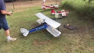 Gypsy Moth