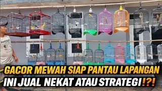 INI BARU NEKAT‼️BURUNG GACORAN MEWAH DIJUAL FULLSET SEMUA & SIAP PANTAU LAPANGAN RUGI ATAU STRATEGI?