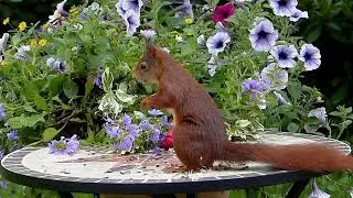 Squirrel fun facts