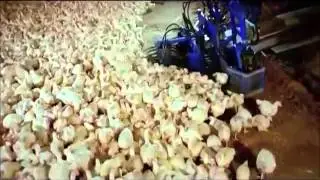 Chicken Harvester