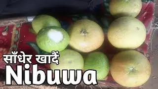 Bhogate Nibuwa recipe निबुवा भोगटे साँधेर खादैं LAB TV Nepal Citrus pseudolimon Tanaka Hill lemon