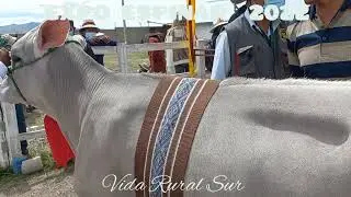Juzgamiento de de Ganado Brown Swiss PPC. Expo Reyes Espinar 2022 de enero de 2022