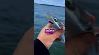 Un p&ecirc;cheur rel&acirc;che un b&eacute;b&eacute; requin apr&egrave;s une capture #requin #shark #pecheur #fishing #p&ecirc;che