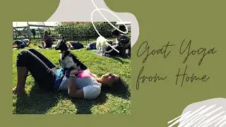 Goat Yoga