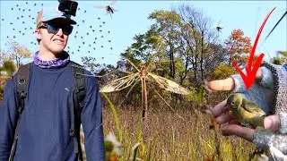 Catching Birds For Science And Getting Eaten Alive While Looking For Wildlife