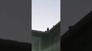 2021 UFO Blue Orb Spirit Plasma California Unexplainable anomaly UFO & Brown Owl March 2021