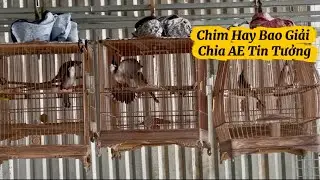 26.12 - Chia Lại AE Vài Chú Chim Hay EDuy Rất Thích / Bao Cờ Giải Cho AE Yên Tâm