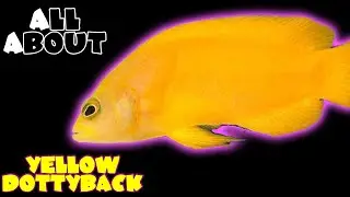 All About The Yellow Dottyback or Dusky Dottyback