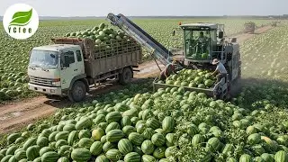 Mind-Blowing Watermelon Harvest! From Harvest to Fresh Juice Inside the Mega Factory