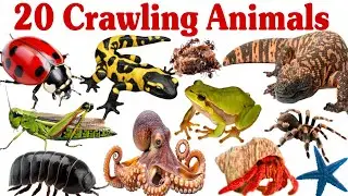 रेंगने वाले जानवर सीखें बच्चों के लिए | Learn 20 Crawling Animal Names for Kids with Pictures