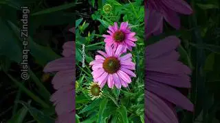 Beautiful Natural flowers🌼💚🌹🌺|aesthetic wallpaper flowers🌿 vedios#explore#nature#viral#shorts#garden