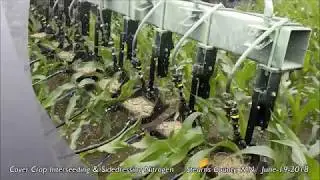 Cover Crop Interseeding - Stearns County, MN