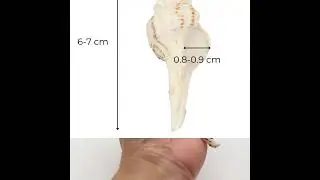 Fusinus Nicobaricus