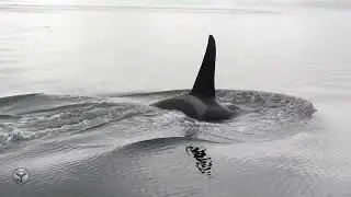 The Late, Great Northern Resident Orca, I76 2019