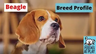 Beagle Breed Profile - Expert Dog Training & Dog Health Tips | S7 Ep3 | Pooches at Play