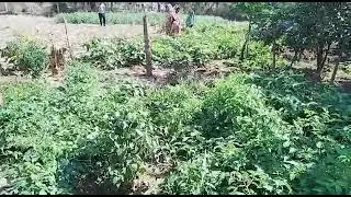Vegetable Cultivation by SHG supported by OFSDP-II,Boudh