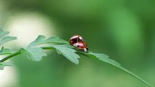 Asian Lady Beetle (Harmonia axyridis) Mating