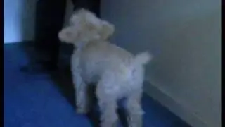 Dog Training -- Solving Aggression Towards a Family Member