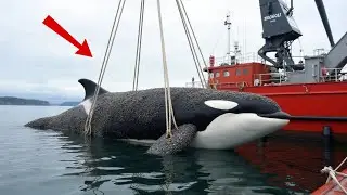 An Amazing Rescue Professional Rescue Team Saves Giant Killer Dolphin From Millions of Barnacles