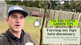 Forcing my fig trees into dormancy! Plus, fig cuttings update and signs of success!