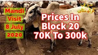 Cattle Prices - Sohrab Goth Maweshi Mandi Update 8 July 2020