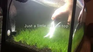 20 Gallon Dwarf Hairgrass Dry Start Method - After 2 Months