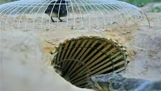 #4 Snake Trap - Build a Snake Trap Using Wood with Chicken - How To Catch Snake | Catching Skills TV